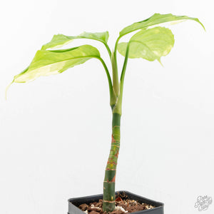 Aglaonema modestum 'Spilt Milk' (wk17-B)