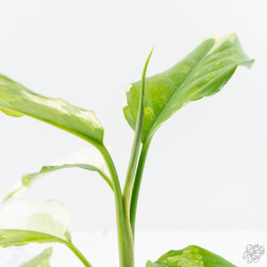 Aglaonema modestum 'Spilt Milk' (wk25-E)