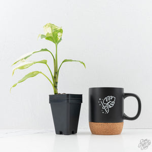 Aglaonema modestum 'Spilt Milk' (wk25-E)
