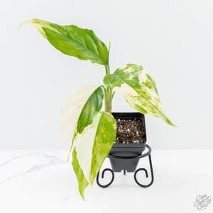 Aglaonema modestum 'Spilt Milk' (wk25-E)