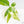 Aglaonema modestum 'Spilt Milk' (wk25-E)
