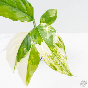 Aglaonema modestum 'Spilt Milk' (wk25-E)