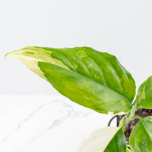Aglaonema modestum 'Spilt Milk' (wk25-E)