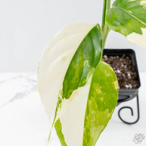 Aglaonema modestum 'Spilt Milk' (wk25-E)
