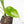 Aglaonema modestum 'Spilt Milk' (wk25-E)
