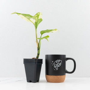 Aglaonema modestum 'Spilt Milk' (wk30-G)