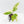 Aglaonema modestum 'Spilt Milk' (wk30-G)
