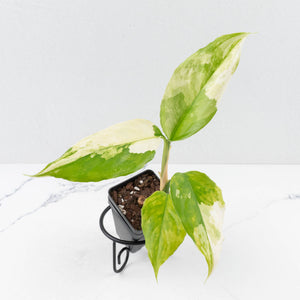 Aglaonema modestum 'Spilt Milk' (wk30-G)