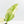 Aglaonema modestum 'Spilt Milk' (wk30-G)