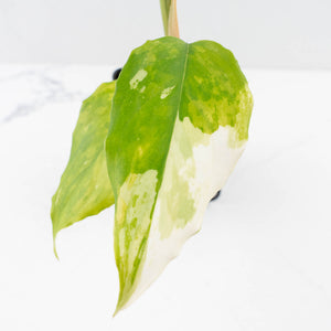 Aglaonema modestum 'Spilt Milk' (wk30-G)