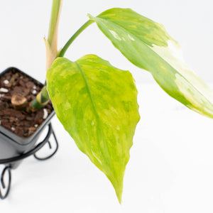 Aglaonema modestum 'Spilt Milk' (wk30-G)