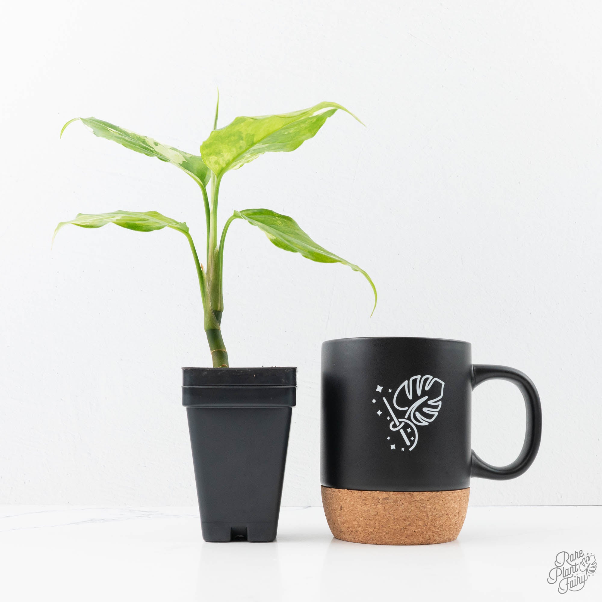 aglaonema modestum Aglaonema modestum 'Spilt Milk' (wk21-D)