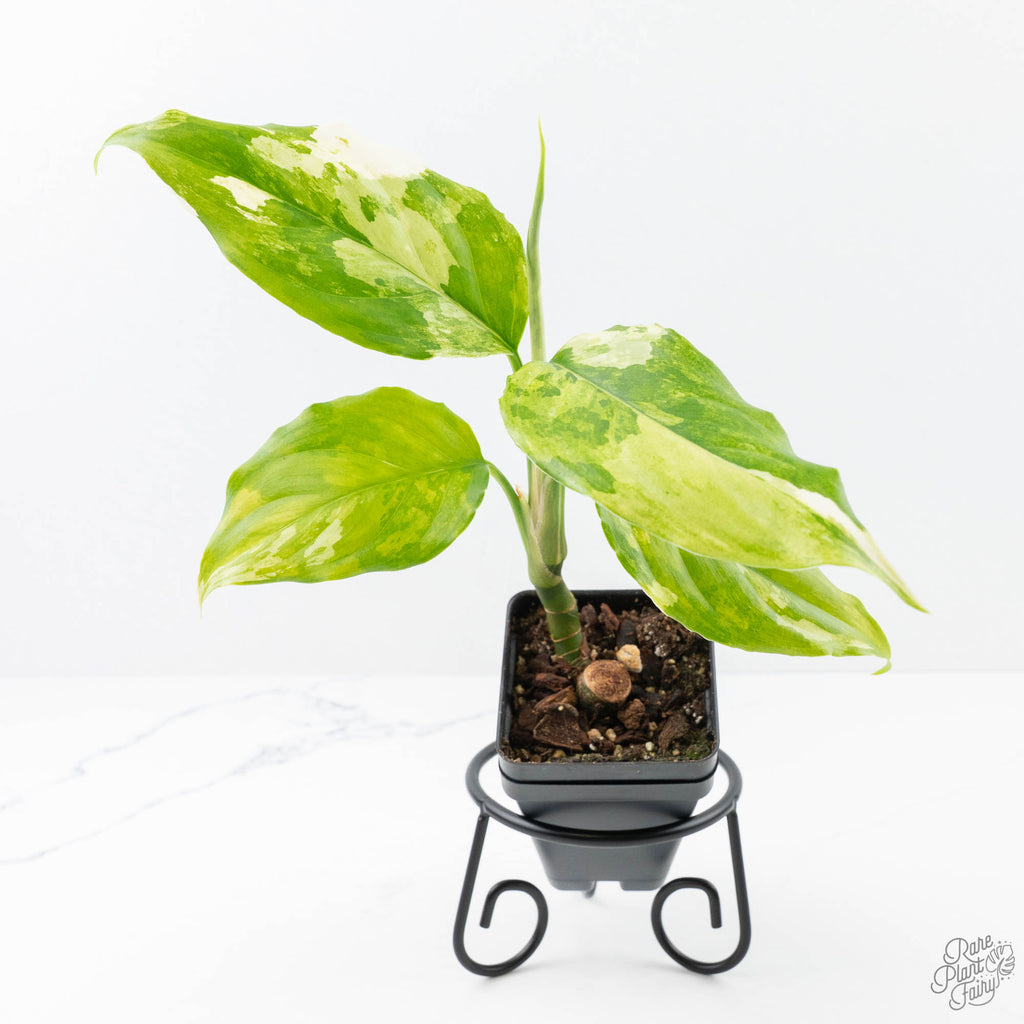 aglaonema marantifolium Aglaonema modestum 'Spilt Milk' (wk21-D)