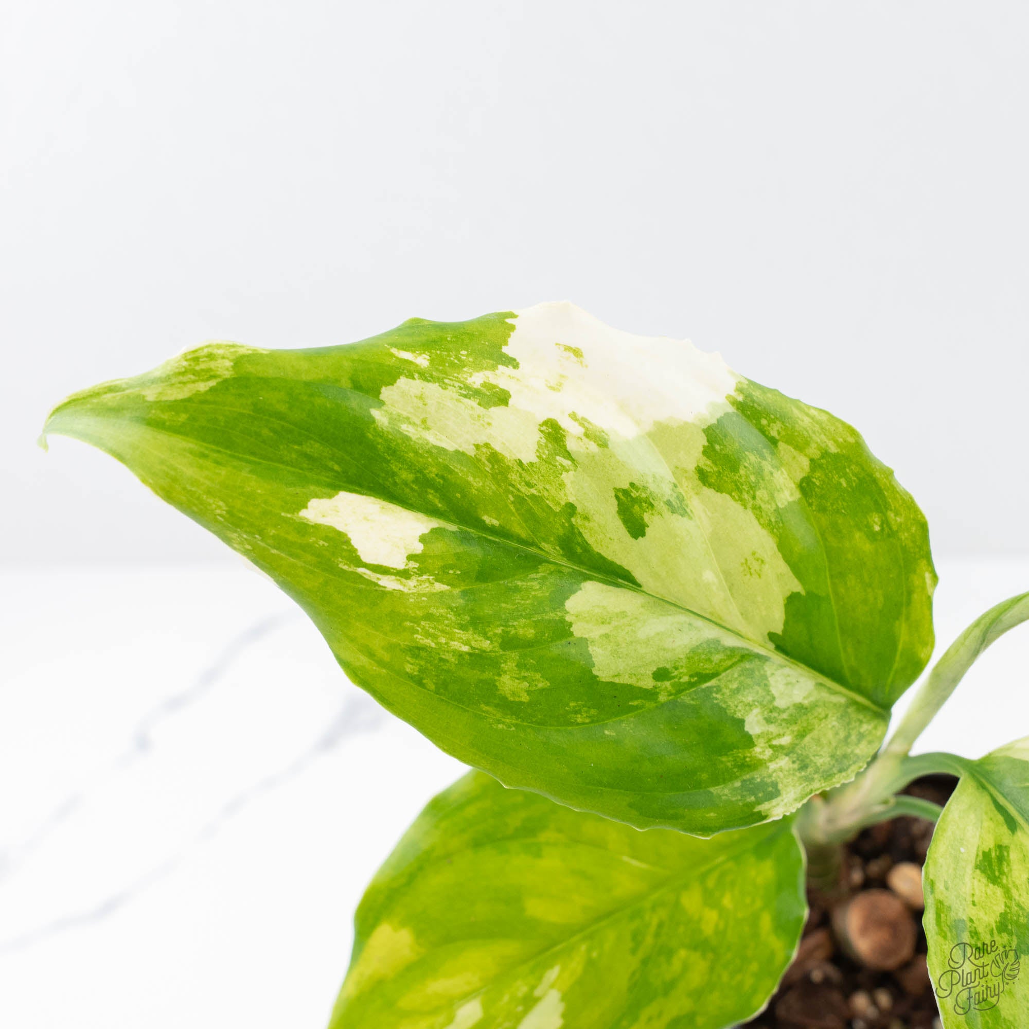 aglaonema marantifolium Aglaonema modestum 'Spilt Milk' (wk21-D)