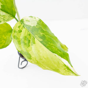 Aglaonema modestum 'Spilt Milk' (wk21-D)