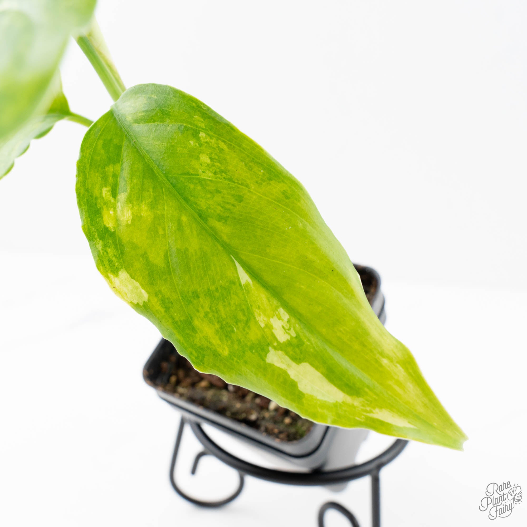 variegated aglaonema modestum Aglaonema modestum 'Spilt Milk' (wk21-D)