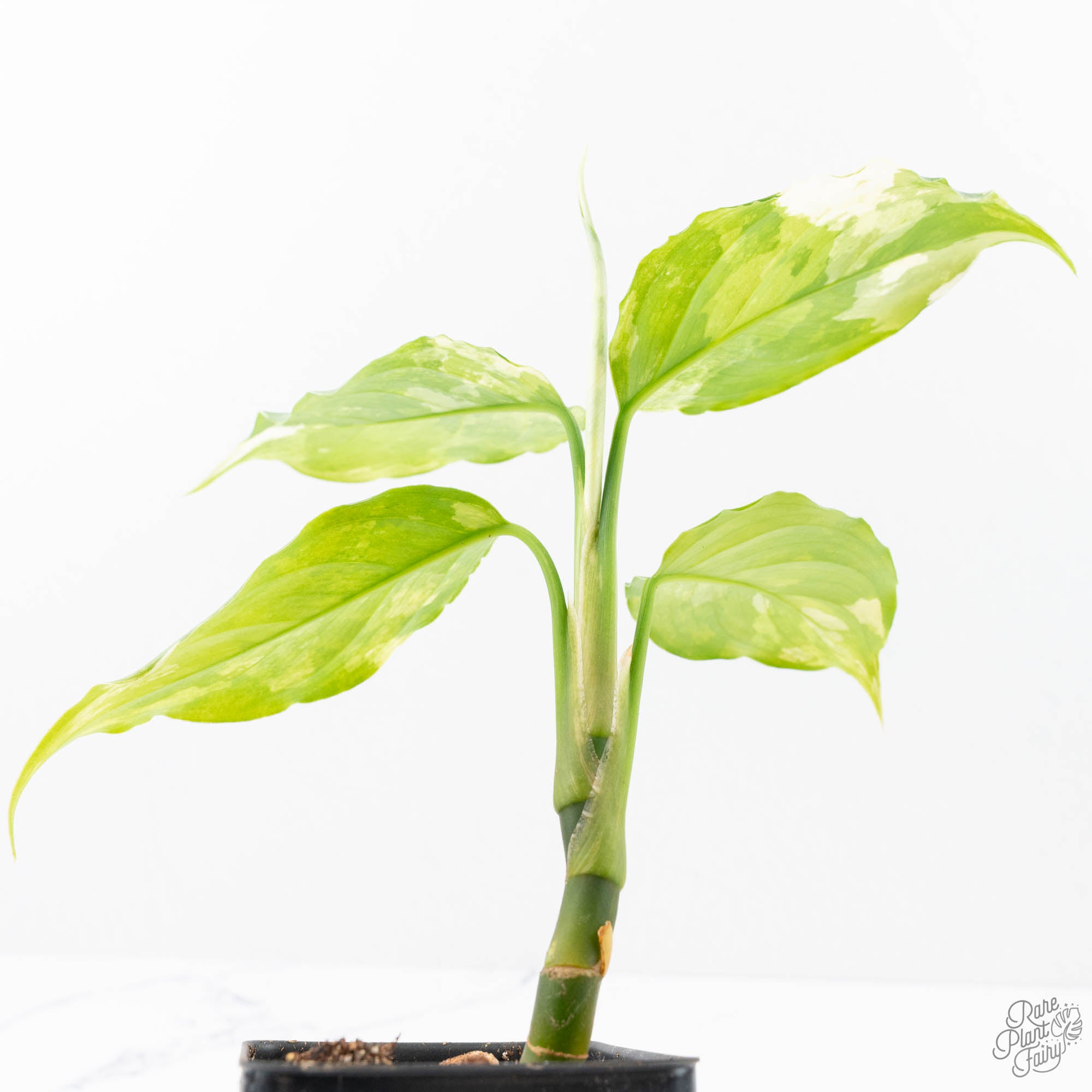 variegated aglaonema modestum Aglaonema modestum 'Spilt Milk' (wk21-D)