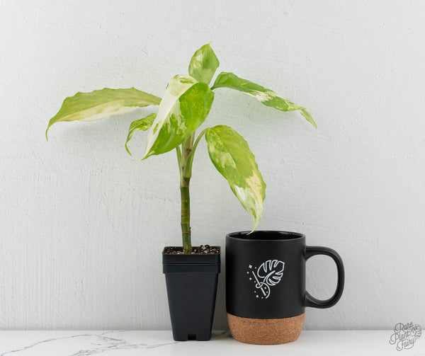 Aglaonema modestum 'Spilt Milk' (wk11-L)