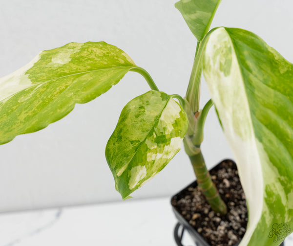 Aglaonema modestum 'Spilt Milk' (wk11-L)