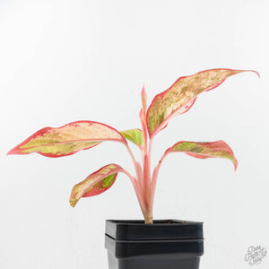 Aglaonema 'Siam Aurora' Variegated (wk17-UV)