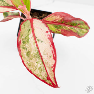 Aglaonema 'Siam Aurora' Variegated (wk17-UV)