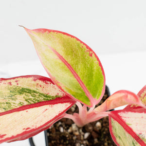 Aglaonema 'Siam Aurora' Variegated (wk17-UV)
