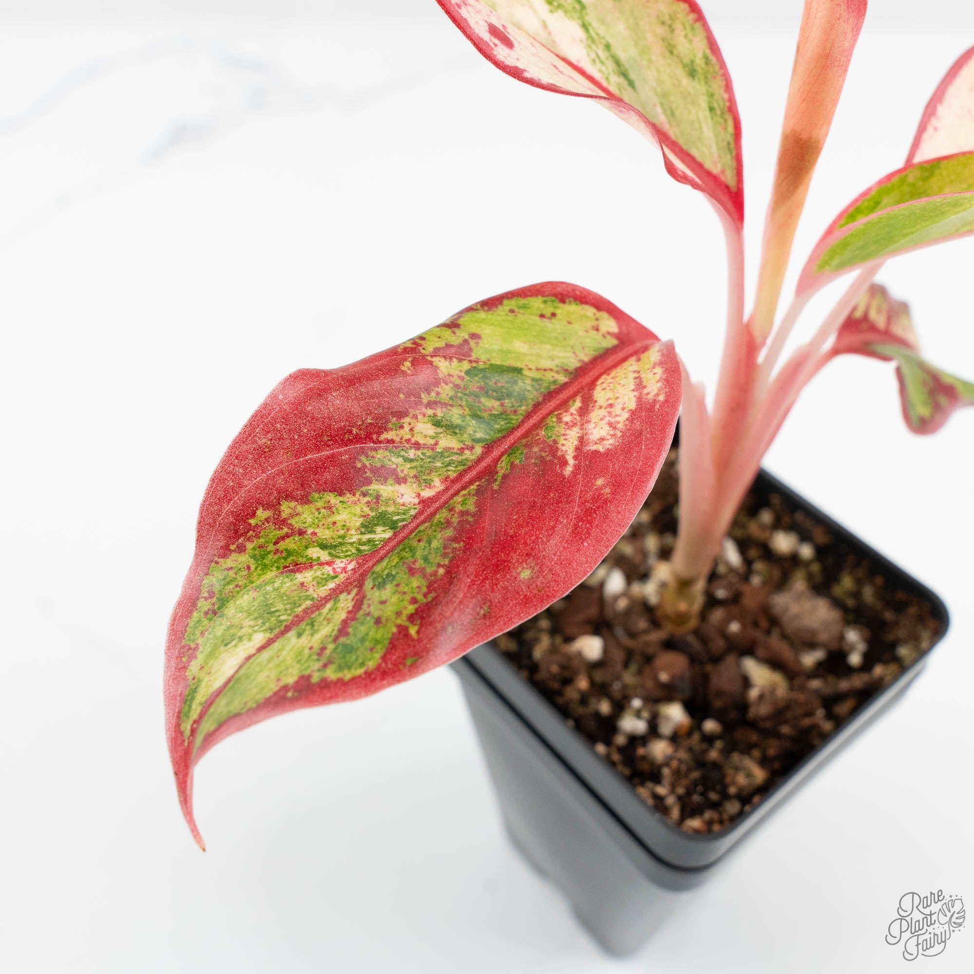 Aglaonema 'Siam Aurora' Variegated (wk17-UV) – Rare Plant Fairy