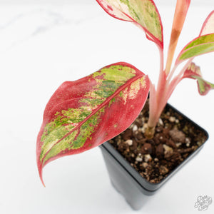 Aglaonema 'Siam Aurora' Variegated (wk17-UV)