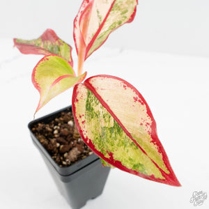 Aglaonema 'Siam Aurora' Variegated (wk17-UV)