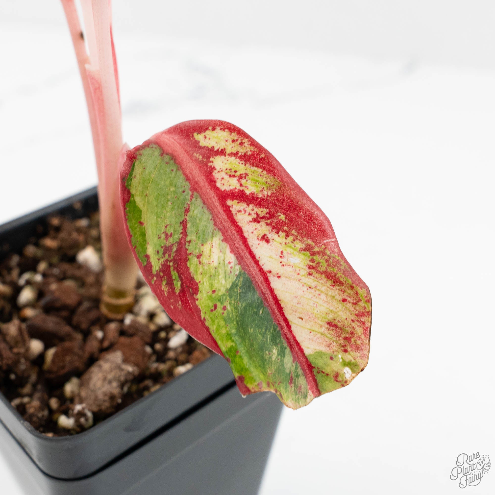 その他観葉植物 Aglaonema 3Colors Siam Aorora Aglaonema 'Siam Aurora': All You Need To Know