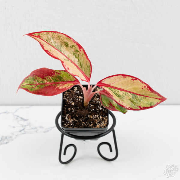 Aglaonema 'Siam Aurora' Pink Variegated (wk8-UO)