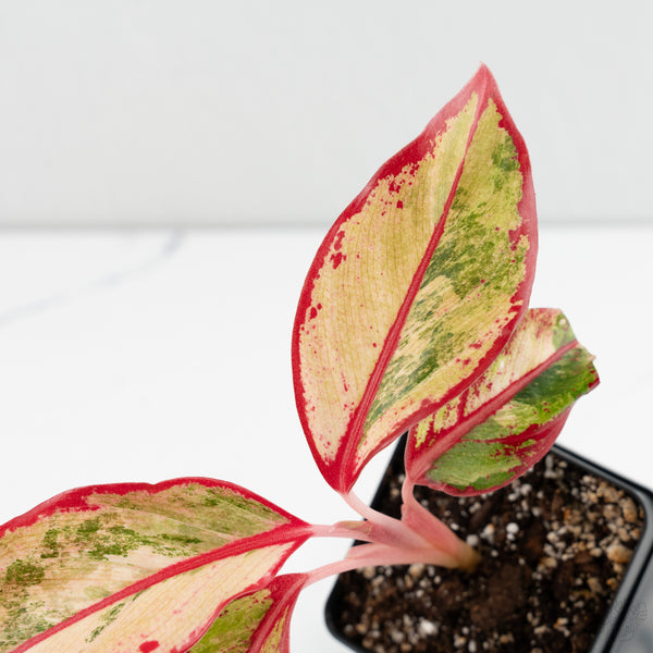 Aglaonema 'Siam Aurora' Pink Variegated (wk8-UO)