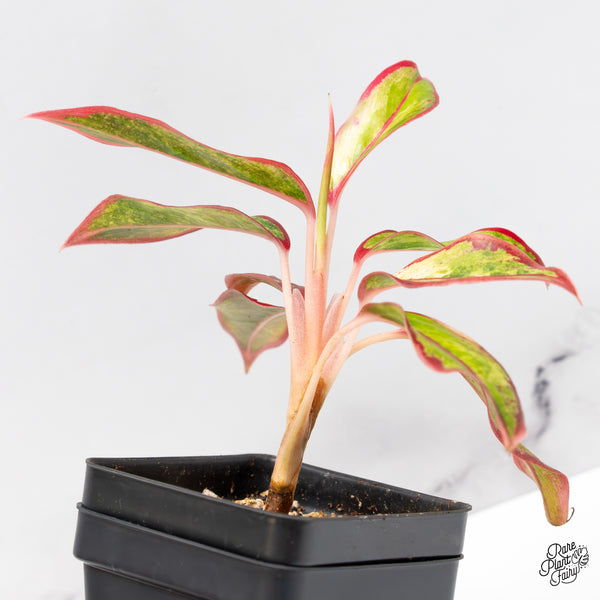 Aglaonema 'Siam Aurora' Variegated (wk51-G)