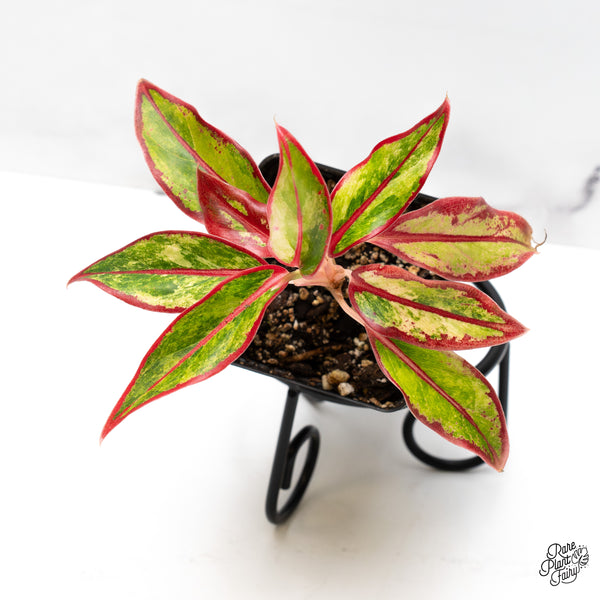 Aglaonema 'Siam Aurora' Variegated (wk51-G)