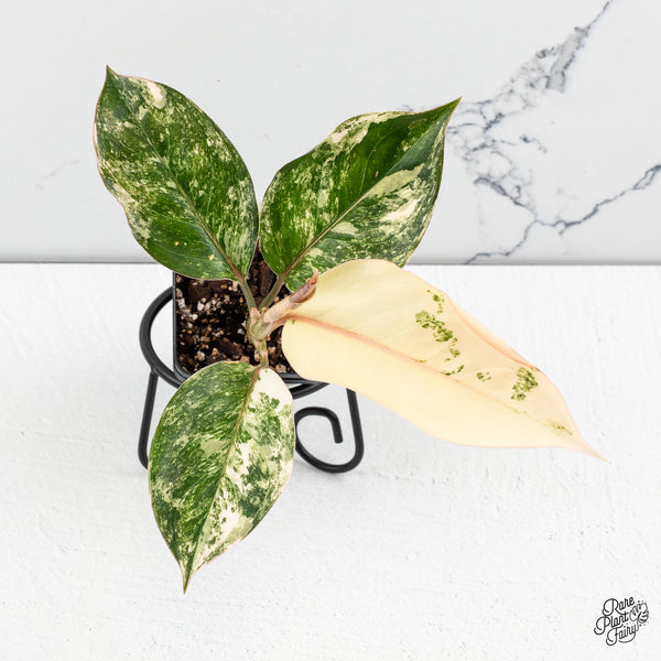 Aglaonema sp. 'Siam Jade' Variegated (wk47-G)