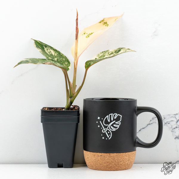 Aglaonema sp. 'Siam Jade' Variegated (wk47-G)