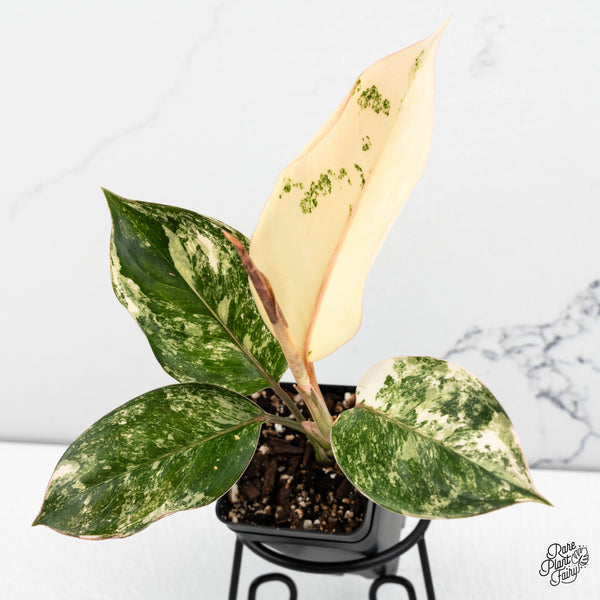 Aglaonema sp. 'Siam Jade' Variegated (wk47-G)