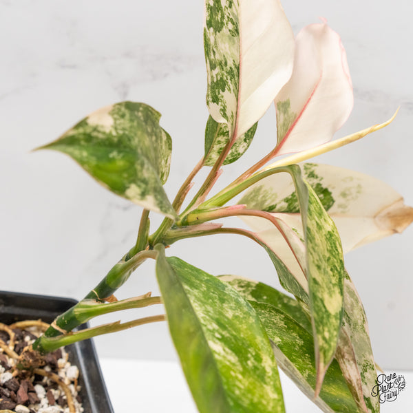 Aglaonema sp. 'Siam Jade' Variegated (wk3-J)