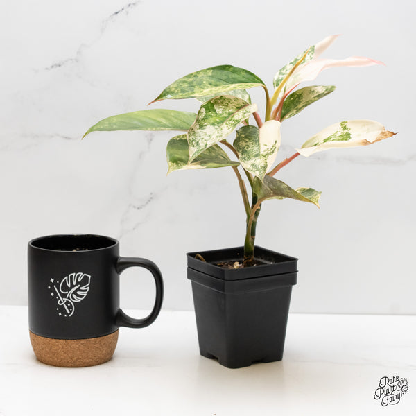 Aglaonema sp. 'Siam Jade' Variegated (wk3-J)