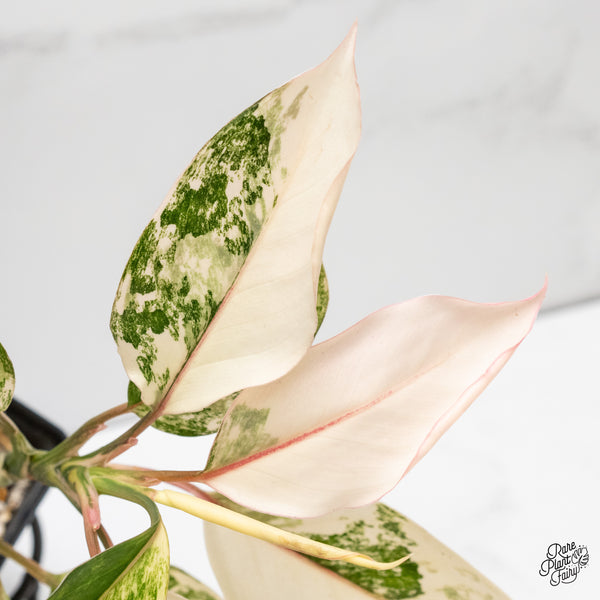 Aglaonema sp. 'Siam Jade' Variegated (wk3-J)