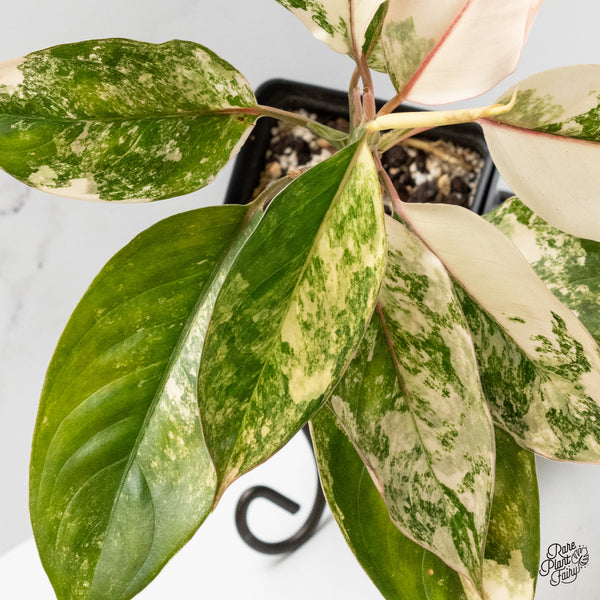 Aglaonema sp. 'Siam Jade' Variegated (wk3-J)