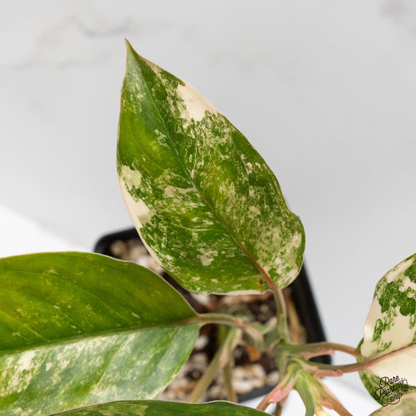 Aglaonema sp. 'Siam Jade' Variegated (wk3-J)