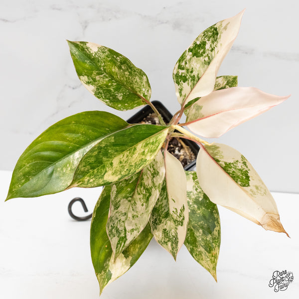Aglaonema sp. 'Siam Jade' Variegated (wk3-J)