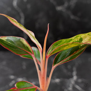 Aglaonema 'Siam Aurora' Variegated (wk42-U172)