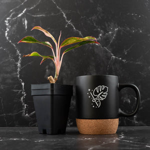 Aglaonema 'Siam Aurora' Variegated (wk42-U172)