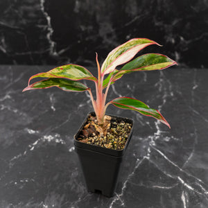 Aglaonema 'Siam Aurora' Variegated (wk42-U172)