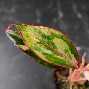 Aglaonema 'Siam Aurora' Variegated (wk42-U172)
