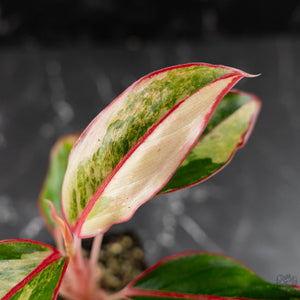 Aglaonema 'Siam Aurora' Variegated (wk42-U172)