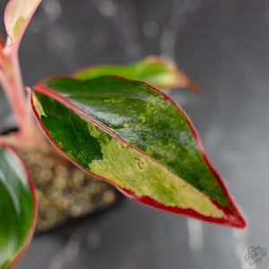 Aglaonema 'Siam Aurora' Variegated (wk42-U172)
