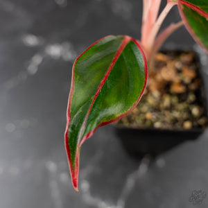 Aglaonema 'Siam Aurora' Variegated (wk42-U172)